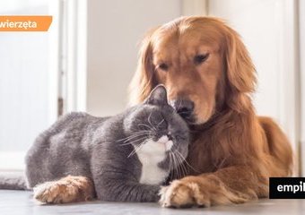 Jesteś posiadaczem kota lub psa? Nie zapomnij o jego codziennej pielęgnacji!