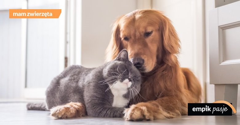Jesteś posiadaczem kota lub psa? Nie zapomnij o jego codziennej pielęgnacji!