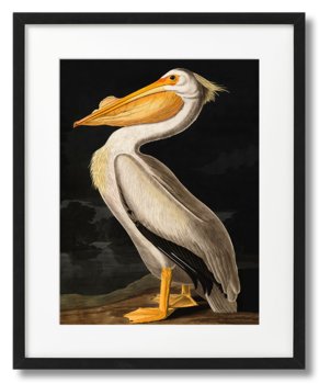 John James Audubon, Ptaki - Pelikan - DEKORAMA