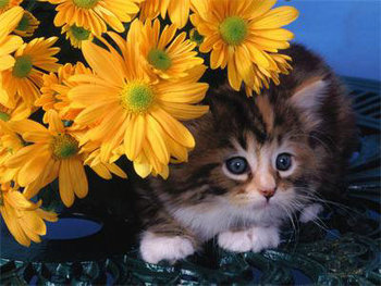 JU-PITER, Diamentowa mozaika Kot chowający się pod kwiatami 60396 - JU-PITER