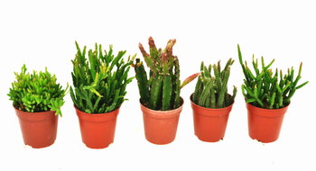 Kaktus  patyczaki Rhipsalis  mix 5 sztuk P5 - DIXIE STORE