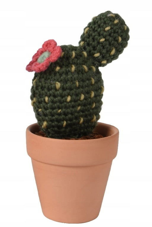 kaktus säulenkaktus Cereus peruvianus main image 0