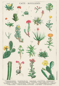 Kaktusy i Sukulenty - plakat 61x91,5 cm - Galeria Plakatu