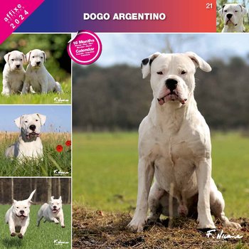 Kalendarz 2024 Dog Argentyński - Inna marka