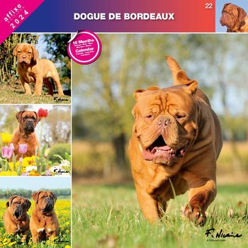 Kalendarz 2024 Dog Z Bordeaux - Inna marka