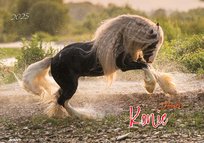 Inne tego producenta