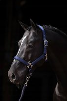 Kantar dla konia Dexter, niebieski, roz. Cob, Covalliero