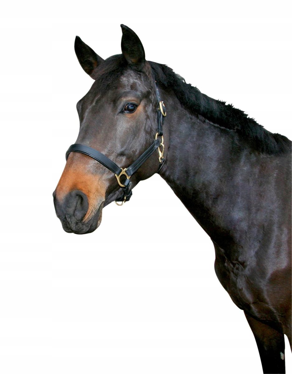 Covalliero Halster Classy Stone