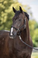 Kantar dla konia Hippo, czarny, rozmiar XFULL - Covalliero