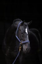 Kantar dla konia TopLine, granatowy, roz. Full, Covalliero