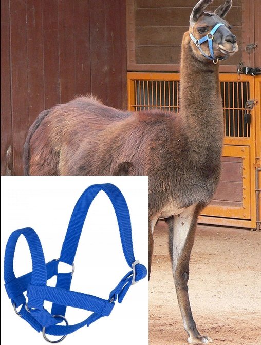 KERBL Kerbl Kantar R.50 Dla Lam I Alpak Z Regulacją