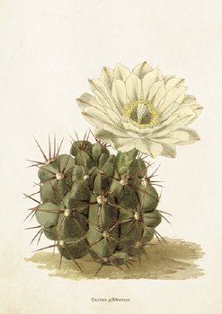 Karnet okolicznościowy, Kaktus - Skona Ting