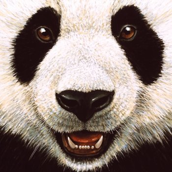 Karnet okolicznościowy, panda