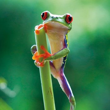 Karnet okolicznościowy, Red Eyed Frog