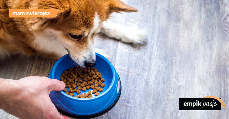 Kiedy i dlaczego wprowadzić karmę bezzbożową do diety psa?