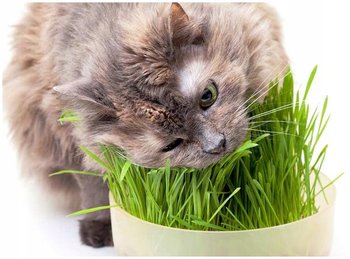 Kocia Trawa Owies dla Kota na Trawienie Witaminy i Mikroelementy nasiona - DobreNasiona.pl