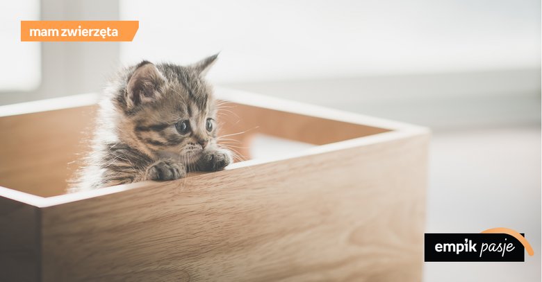 Kocia wyprawka – jak przygotować dom na kota?