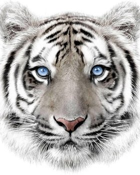 Kocyk z mikroflaneli 120x150 Tygrys biały błękitne oczka White Tiger pled dziecięcy 4959 - Jerry Fabrics