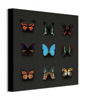 Kolorowe Motyle - obraz na płótnie - Art Group