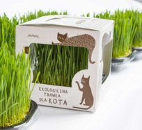 Kot W Butach Duża, Gotowa, Wyrośnięta Trawa Ekologiczna Trawka Dla Kota L