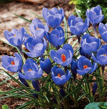 Krokus Wielkokwiatowy Aqua 10 szt cebulki krokusy - BENEX