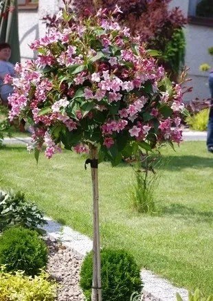 KRZEWUSZKA WEIGELA Na Pniu Sadzonki 100 120 Cm Gospodarstwo Rolne KRZEWUSZKA WEIGELA Na Pniu Sadzonki 100 120 Cm Gospodarstwo Rolne