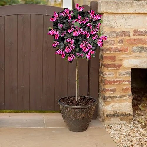 KRZEWUSZKA WEIGELA Na Pniu Z BORDOWYM LI CIEM Sadzonki 100 120 Cm krzewuszka-weigela-na-pniu-z-bordowym-li-ciem-sadzonki-100-120-cm