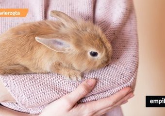 Kupujemy królika miniaturkę – co warto wiedzieć?