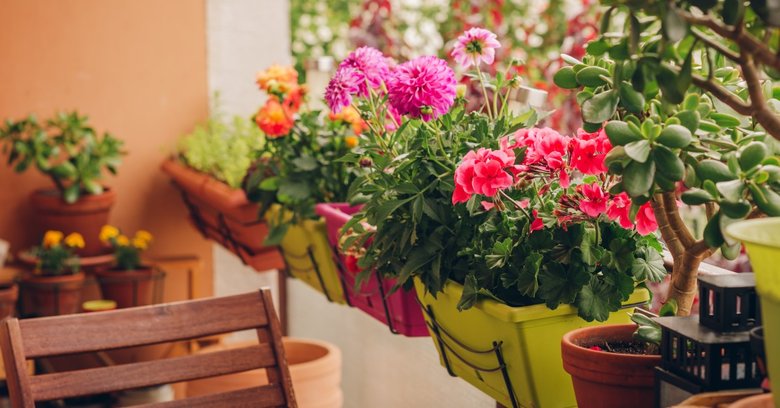 Kwiaty na bardzo słoneczny balkon – co wybrać? Praktyczne wskazówki