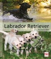 Labrador Retriever - Wild Rosemarie