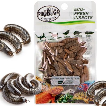 Larwy muchy czarnej, świeże, miękkie, soczyste, ProBugs Eco-Fresh Black Solider Fly Larvae 20g - Inna marka