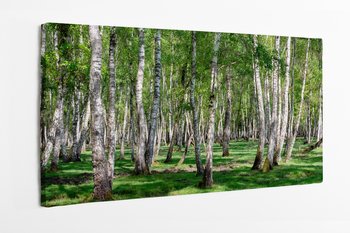 Las brzozowy 100x50 cm - HOMEPRINT