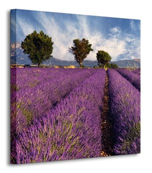 Lavender field in Provence, France - obraz na płótnie - Nice Wall