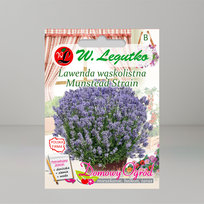 Lawenda wąskolistna Munstead Strain Fioletowa 0,2g - Nasiona - W. Legutko