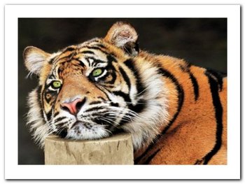 Lazy Tiger plakat obraz 80x60cm - Wizard+Genius