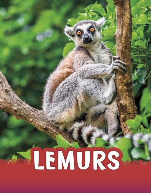 Lemurs - Jaclyn Jaycox | Książka W Empik