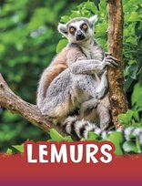 Lemurs Jaclyn Jaycox