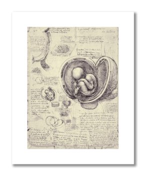 Leonardo da Vinci, plakat szkic anatomiczny 01 plakaty medyczne - DEKORAMA