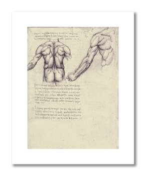 Leonardo da Vinci, plakat szkic anatomiczny 07 Plakaty medyczne - DEKORAMA
