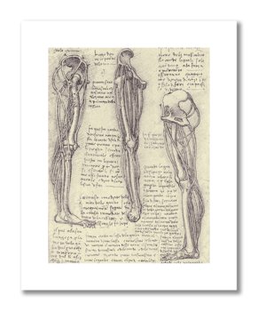 Leonardo da Vinci, plakat szkic anatomiczny 13 Plakaty medyczne - DEKORAMA