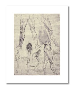 Leonardo da Vinci, plakat szkic anatomiczny 14 Plakaty medyczne - DEKORAMA