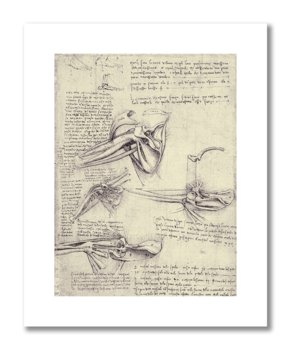 Leonardo da Vinci, plakat szkic anatomiczny 15 Plakaty medyczne - DEKORAMA