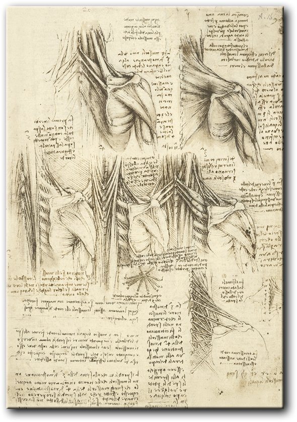 LEONARDO DA VINCI Rysunek Mi ni Grzbietu PR06100 PRINTORAMA leonardo-da-vinci-rysunek-mi-ni-grzbietu-pr06100-printorama