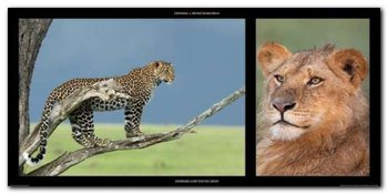 Leopard, Young Leon plakat obraz 100x50cm - Wizard+Genius