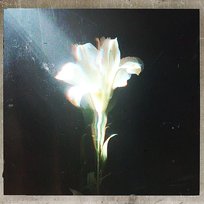 Light That Leads Me Netsky & Bebe Rexha