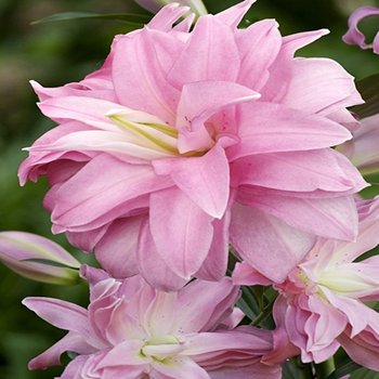 Lilia Orientalna Lotus Breeze 1 szt lilie - BENEX