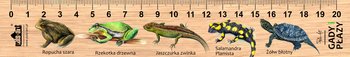Linijka drewniana, Gady i płazy, 20 cm