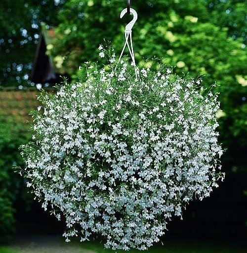 LOBELIA ZWISAJ CA BIA A 1000 NASION W Legutko Sklep EMPIK COM lobelia-zwisaj-ca-bia-a-1000-nasion-w-legutko-sklep-empik-com