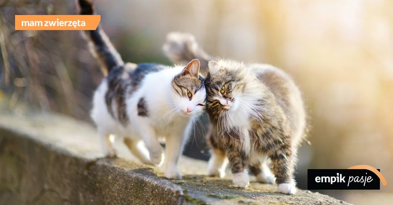Marcowanie u kotów, czyli czemu marzec to koci miesiąc zakochanych?