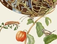 Maria Sibylla Merians Schmetterlinge - Gästebuch Merian Maria Sibylla